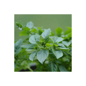 Oregano